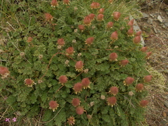 Geum reptans