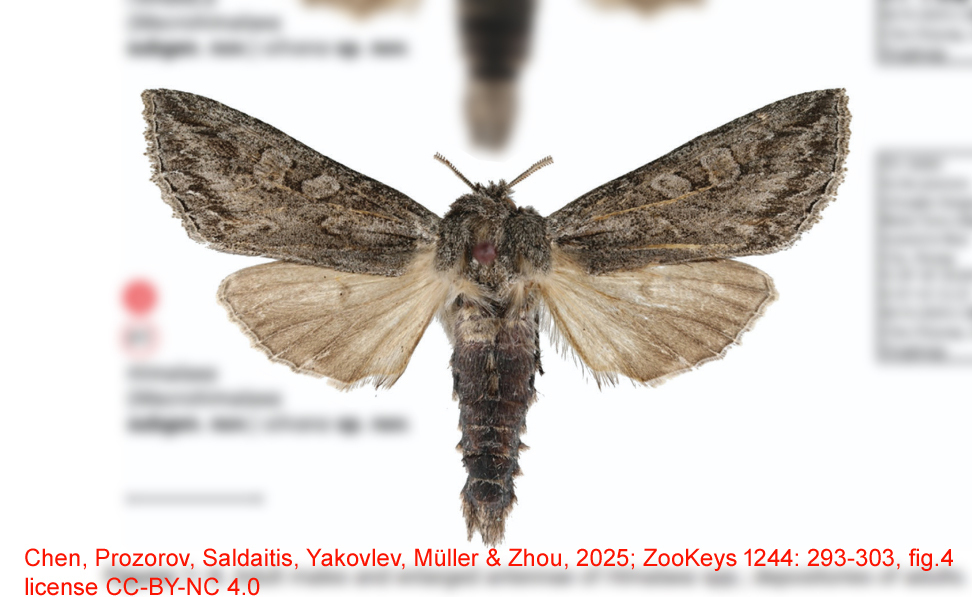 Himalaea silvana