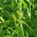 Squarrose Sedge - Photo (c) Erin Faulkner, some rights reserved (CC BY-NC)