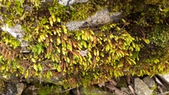 Anomodon viticulosus