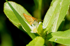 Ancyloxypha nitedula