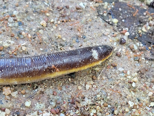 Maddathorai Caecilian, Ichthyophis tricolor