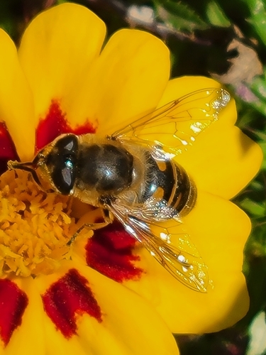 Unknown species found near Woodbine, MD 21797, USA