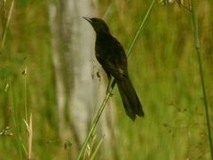 Icterus cayanensis