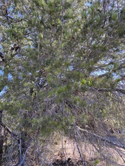 Pinus remota