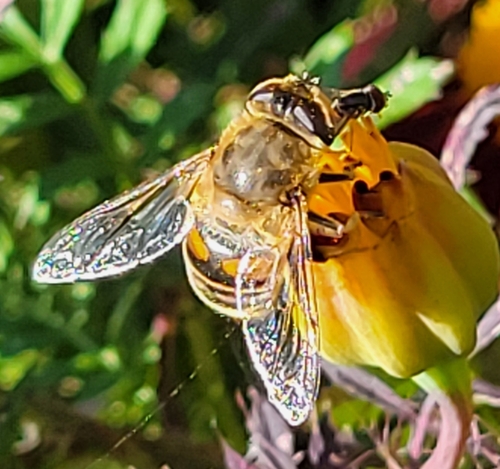 Unknown species found near Woodbine, MD 21797, USA