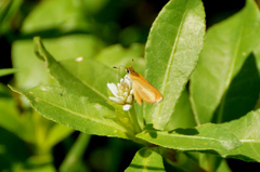 Ancyloxypha nitedula