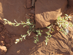 Xanthisma grindelioides