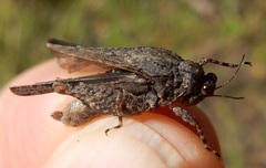 Paratettix mexicanus