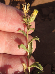 Xanthisma grindelioides