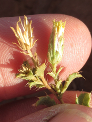 Xanthisma grindelioides