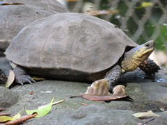 Rhinoclemmys pulcherrima rogerbarbouri