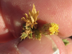 Xanthisma grindelioides