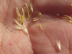 Xanthisma grindelioides