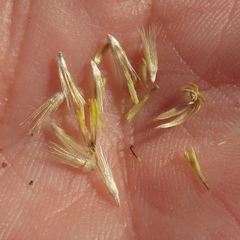 Xanthisma grindelioides