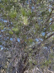Pinus remota