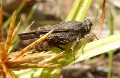 Paratettix mexicanus