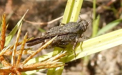 Paratettix mexicanus