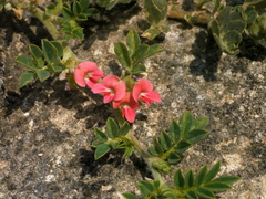 Indigofera linnaei