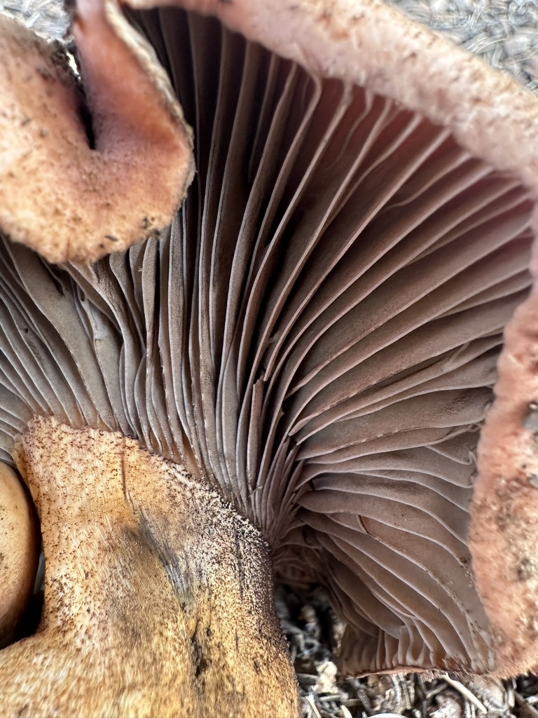 Chroogomphus sp. 'NM02'
