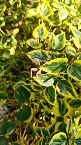 Transcaucasian Giant Mantis