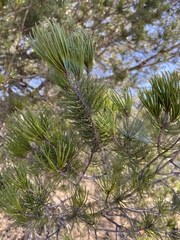 Pinus remota