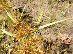 Paratettix mexicanus