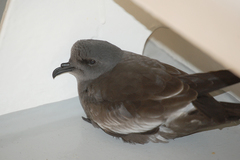 Hydrobates pelagicus