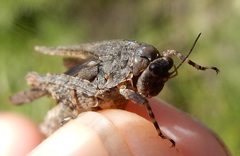 Paratettix mexicanus