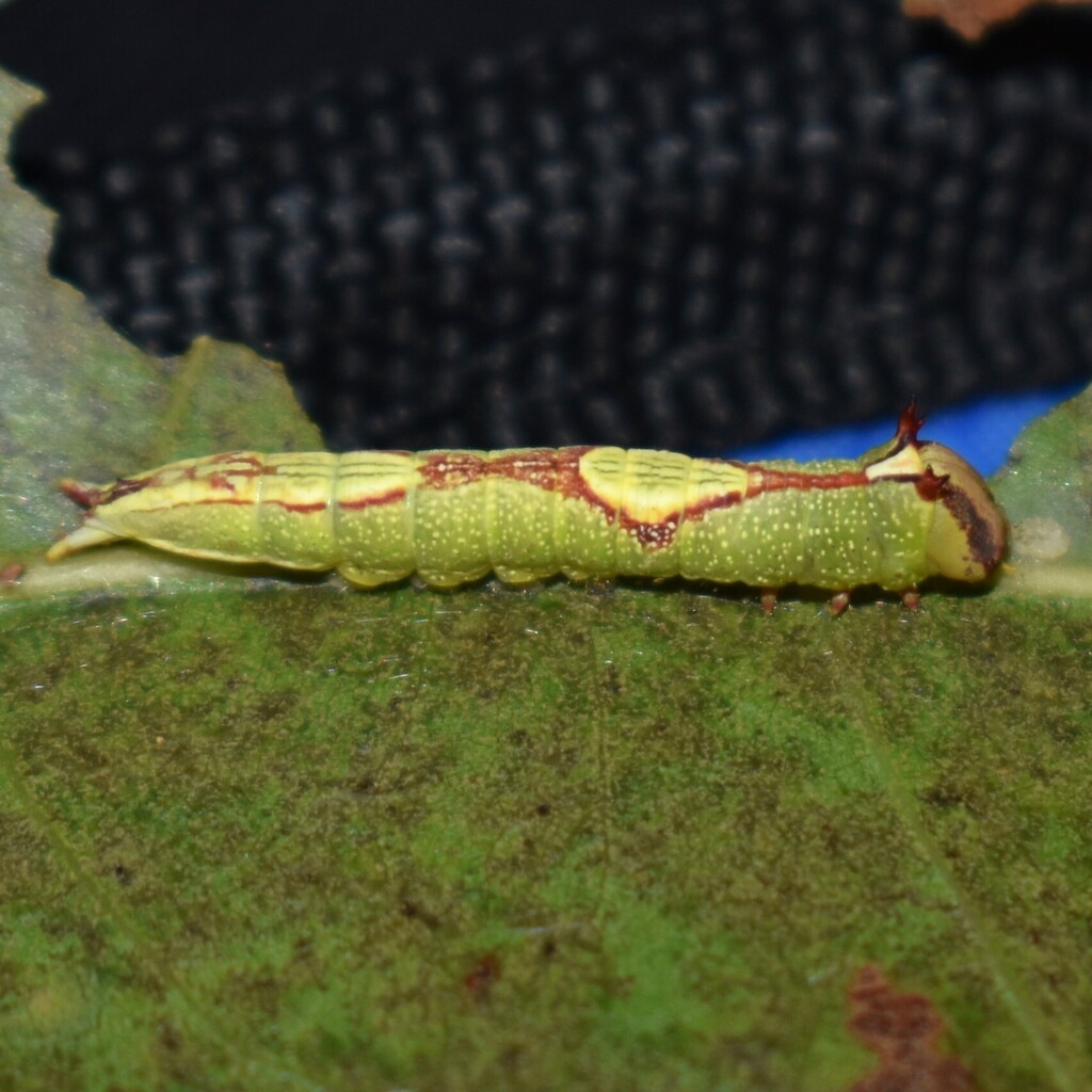 Sandhill Prominent