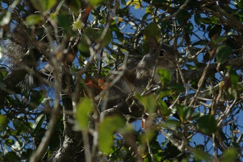 Eastern Gray Squirrel