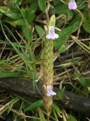 Rungia repens