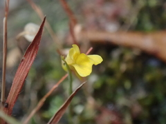 Utricularia bifida