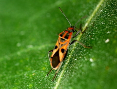 Spilostethus hospes