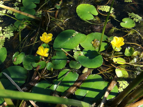 leknovec štítnatý (Nymphoides peltata)