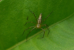 Oxyopes