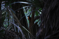 Cossypha heuglini heuglini