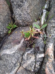 Orostachys maximowiczii