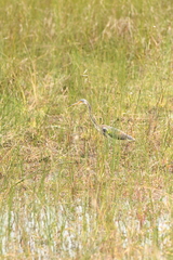 Egretta tricolor image