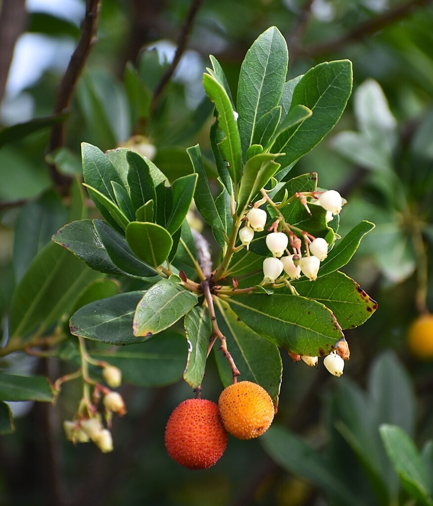 Arbutus unedo