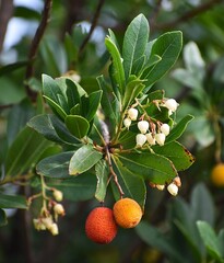 Westlicher Erdbeerbaum (Arbutus unedo): Herkunft und Verwendung — Foto 2