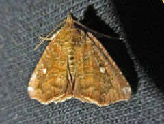 Amyna bullula