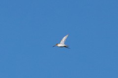 Gallinago