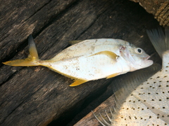 Caranx heberi