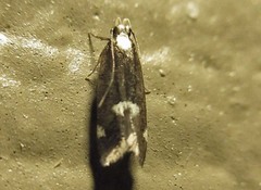 Chionodes phalacra