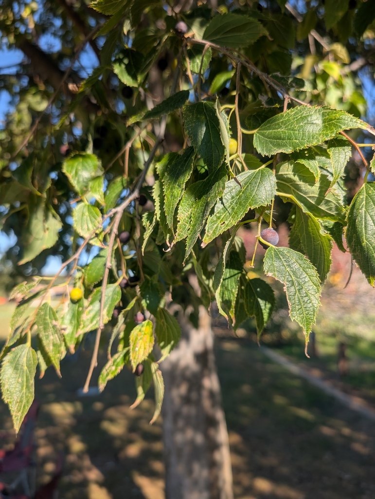 Netilda Tree Nettle tree from Lincoln, CA, USA on November 1, 2025 at 11:33 AM by ...