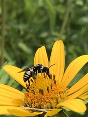Triepeolus remigatus