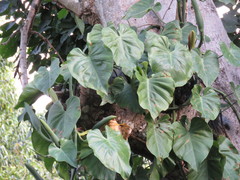 Philodendron hederaceum