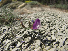 Astragalus subuliformis