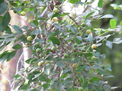 Psidium sartorianum